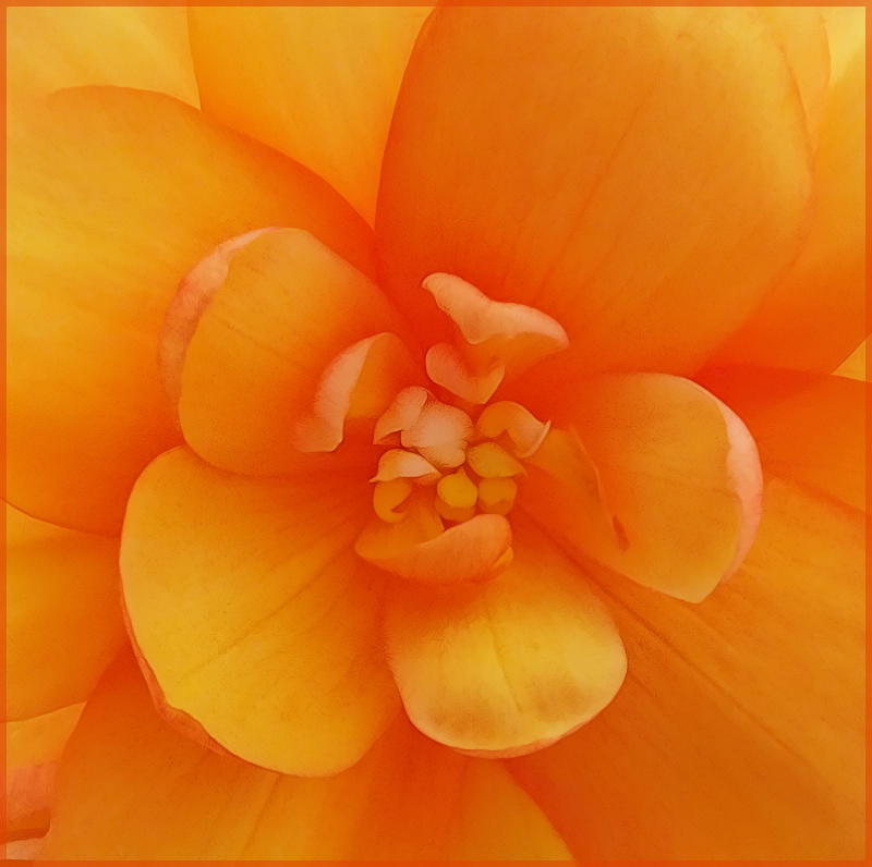 Begonia in Orange