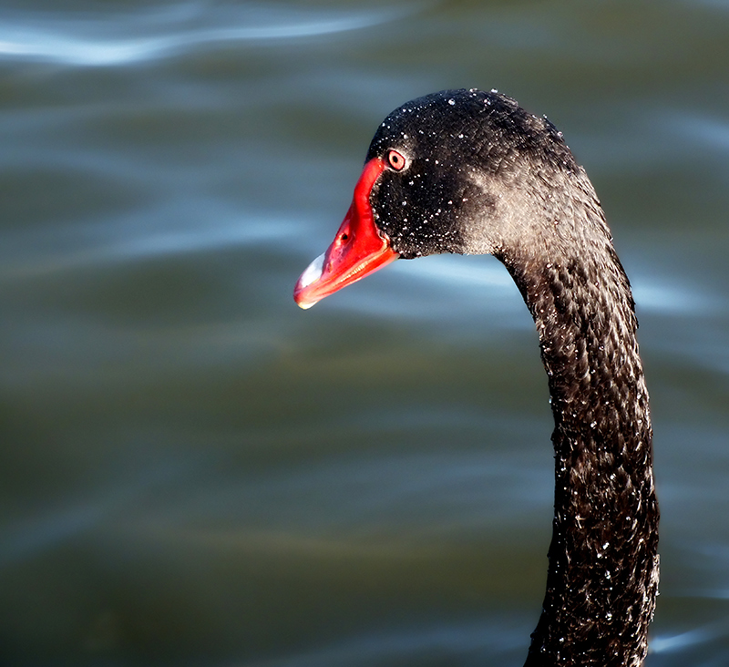 Black Swan