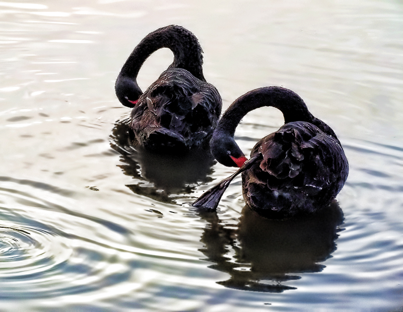 Synchronized Preening