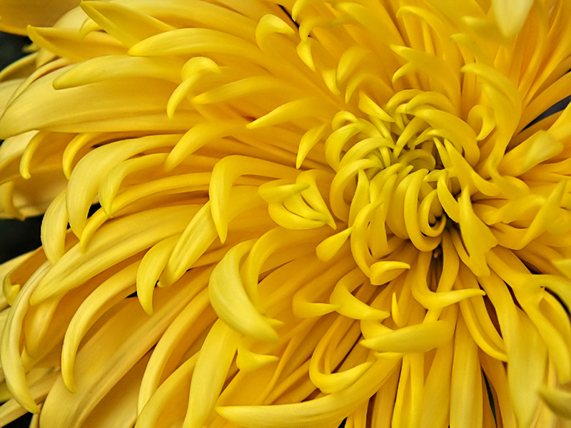 Chrysanthemum Gold