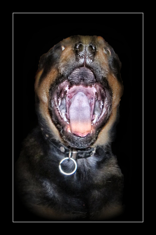 It's All a Bit of a Yawn, Really.