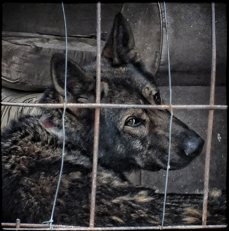 A Dog Called Bear