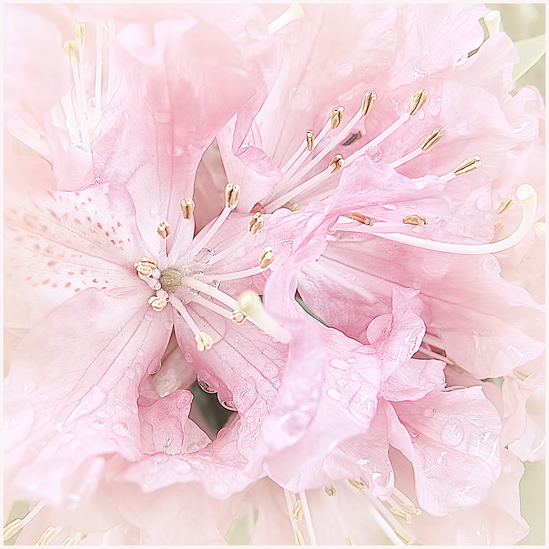 Delicate