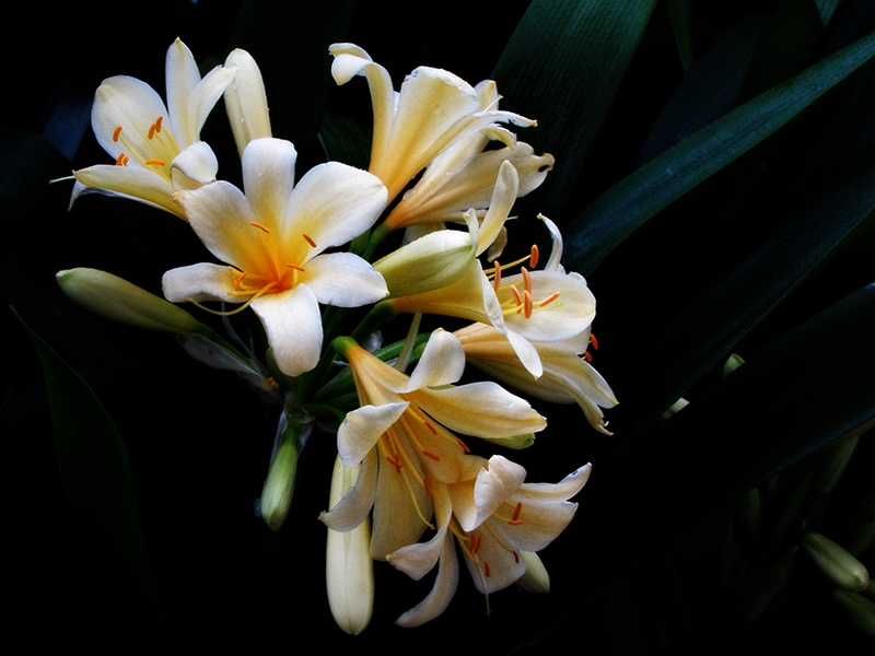 Clivia