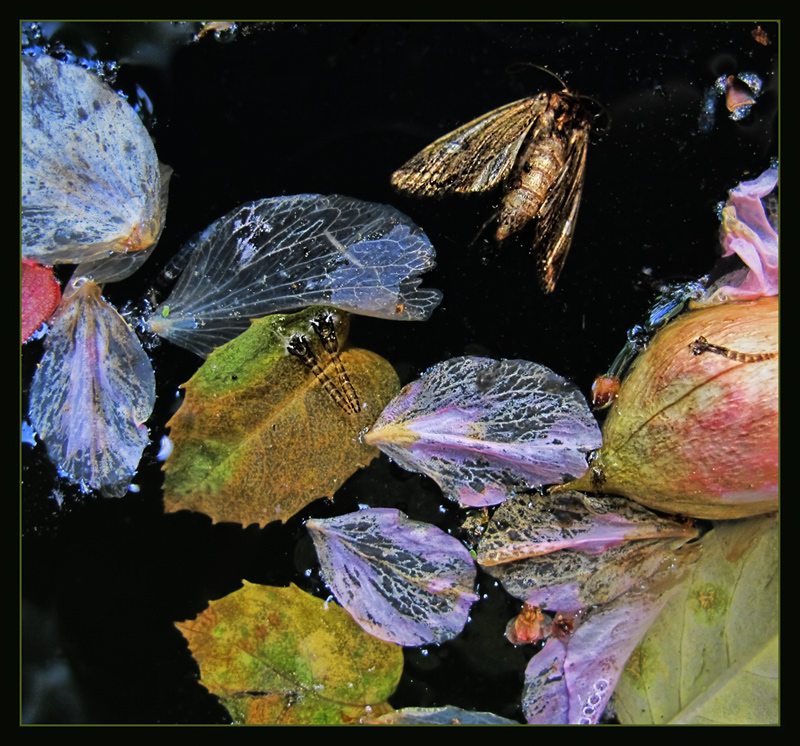 Life and Death in a Small Pond