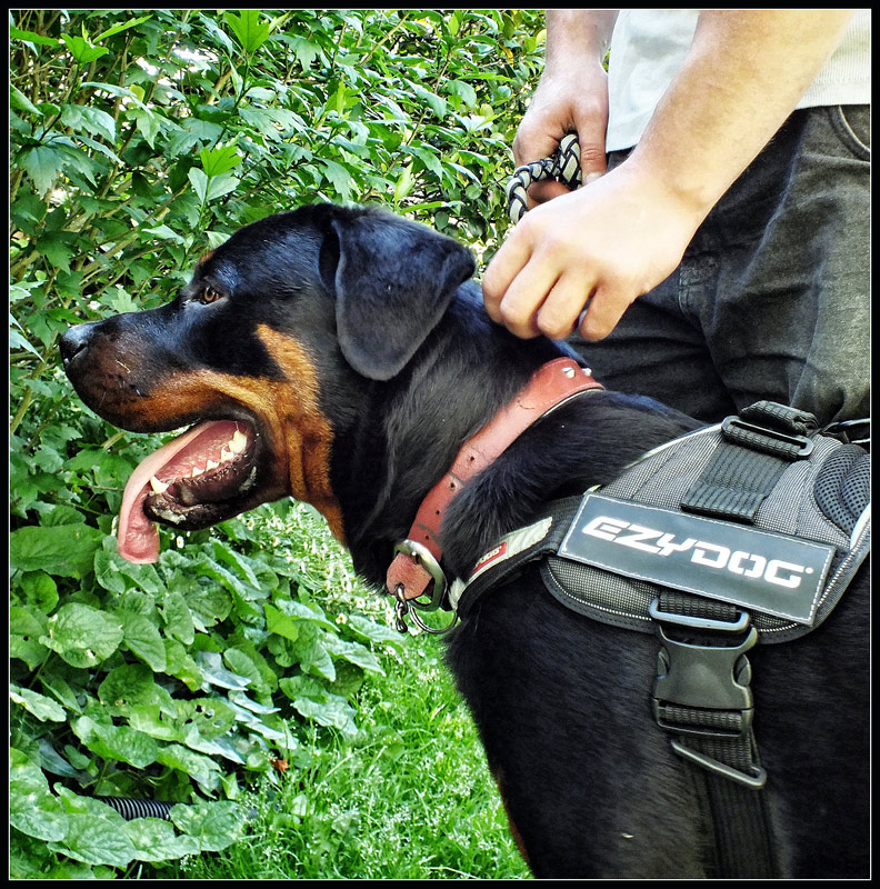 EZYDOG