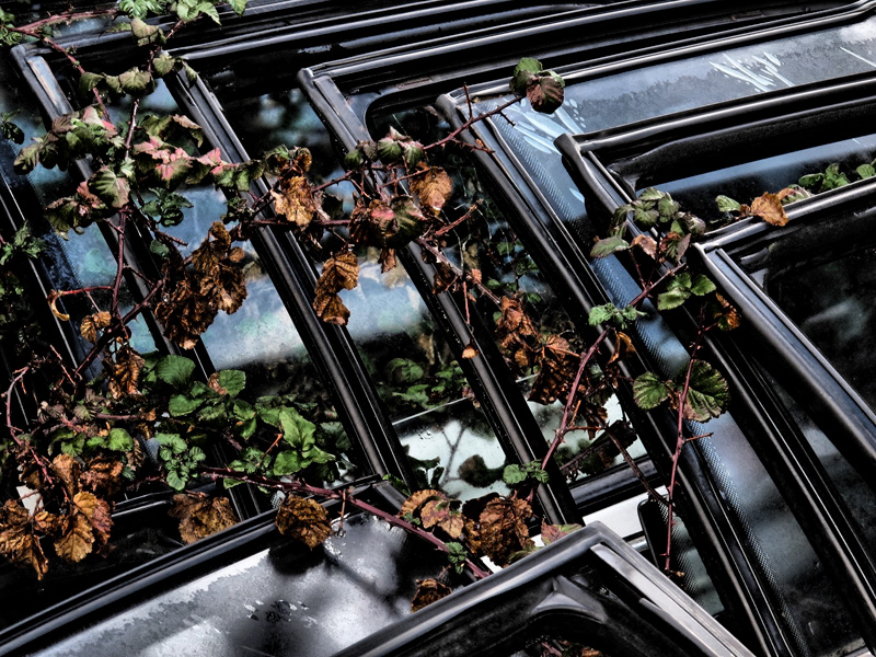 Car Doors and Brambles