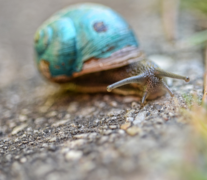 Shabby Chic Snail 