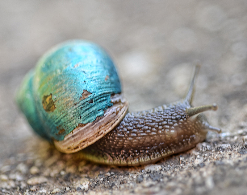 Shabby Chic Snail  2