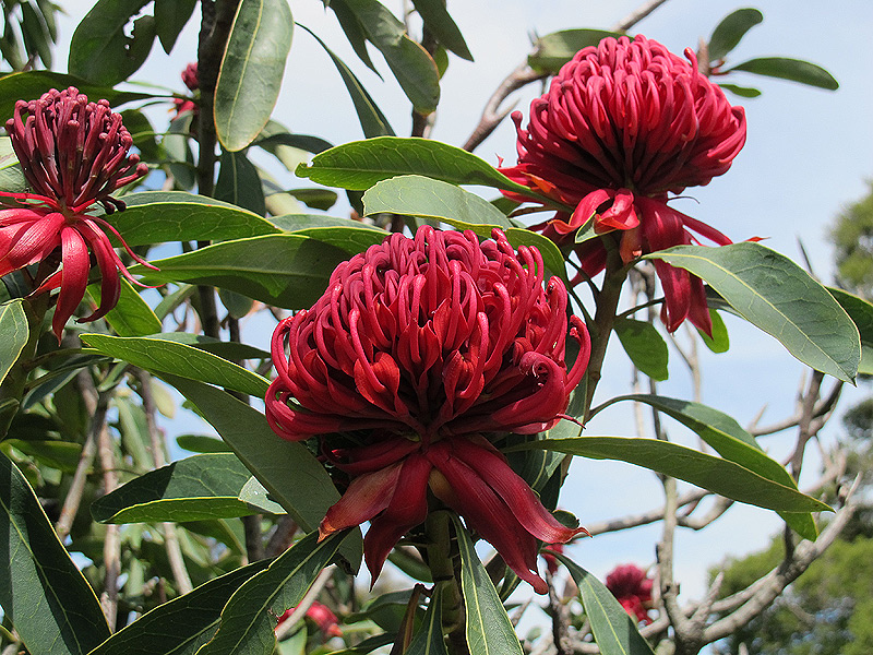 Waratah