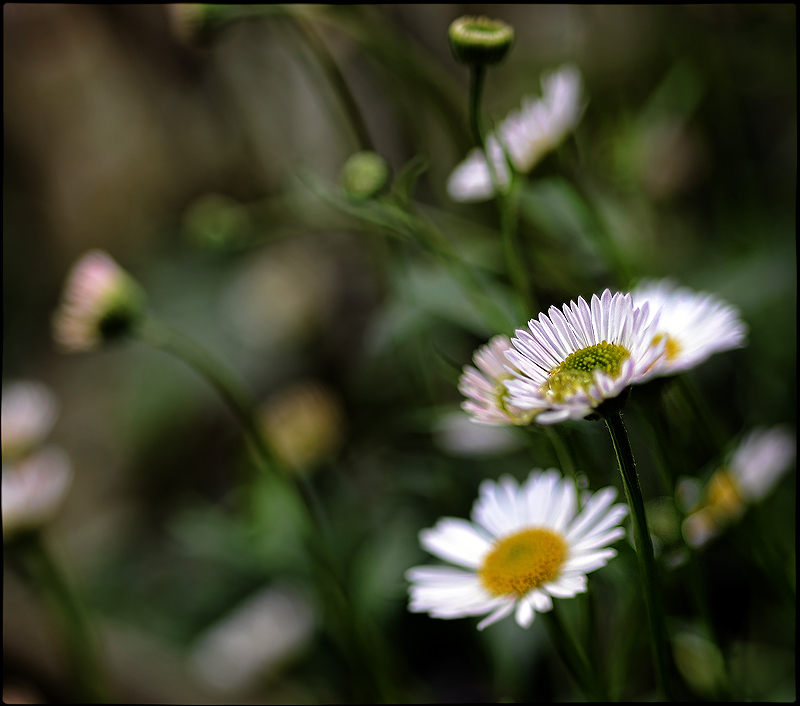 Erigeron