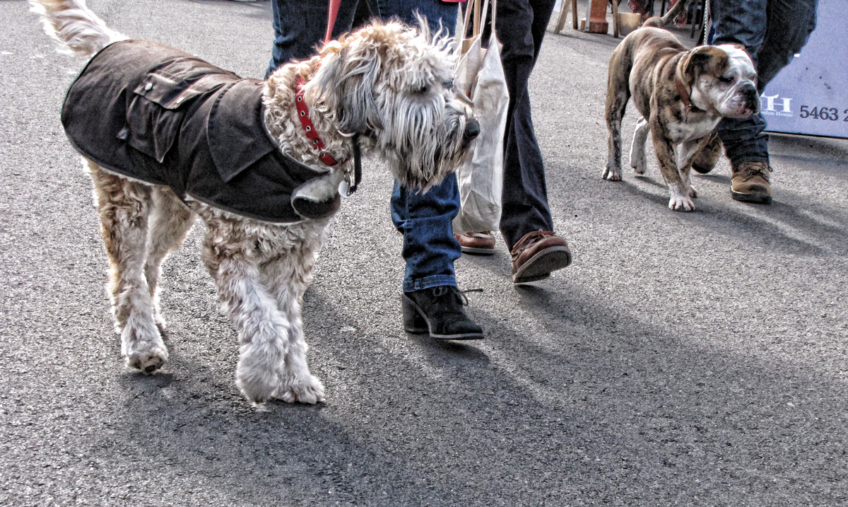 Market Day Dogs (untextured)