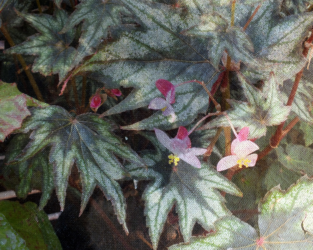 Carpet Begonia