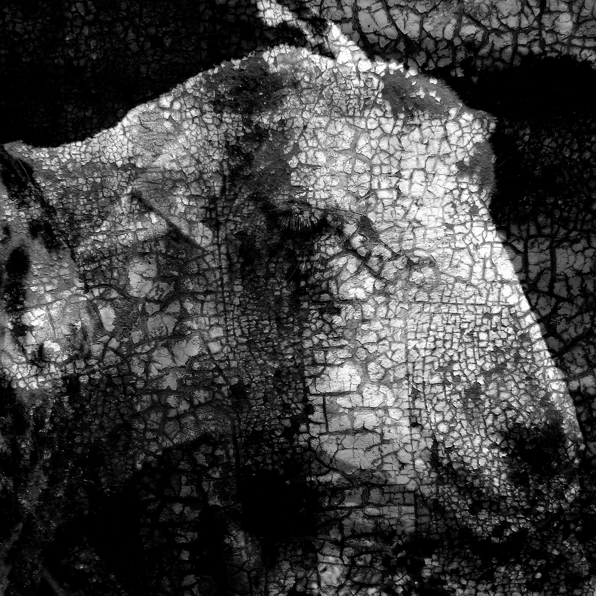 Cracked Sheep