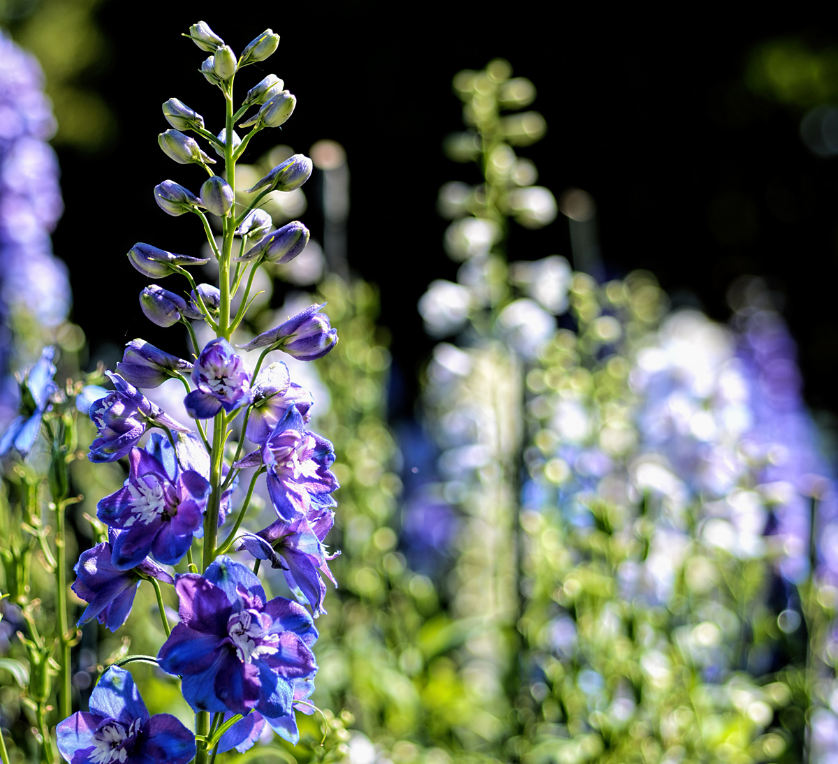 Delphiniums