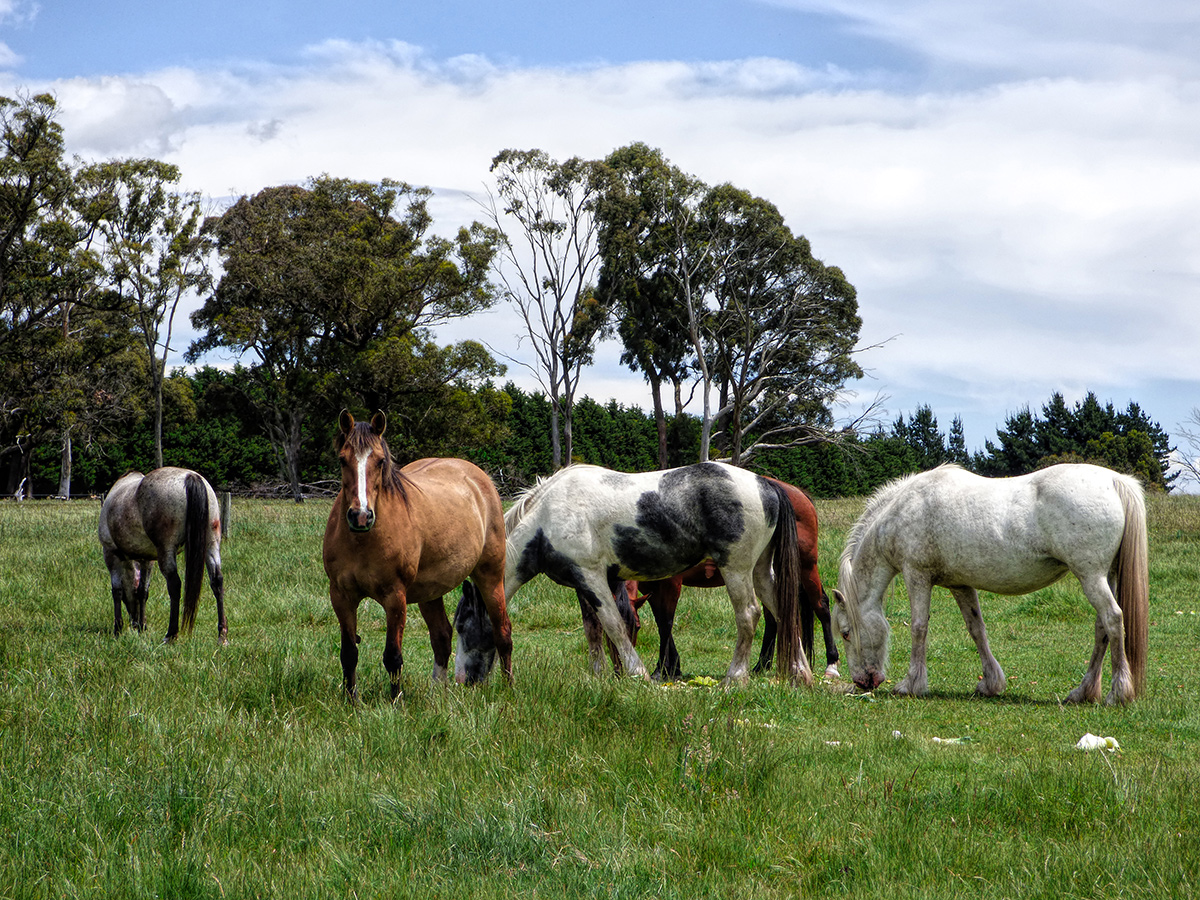 Yankee Flat Horses