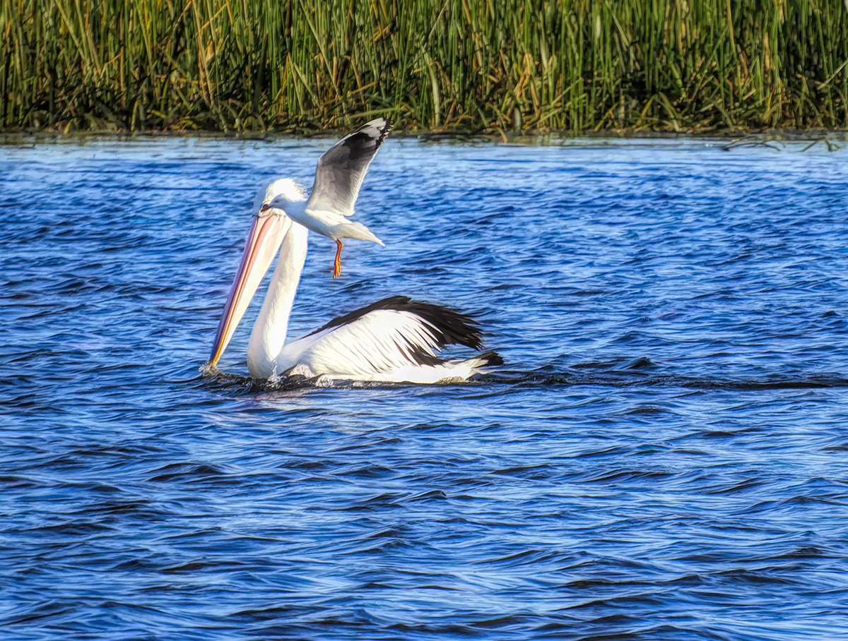 Pelican and Seagull