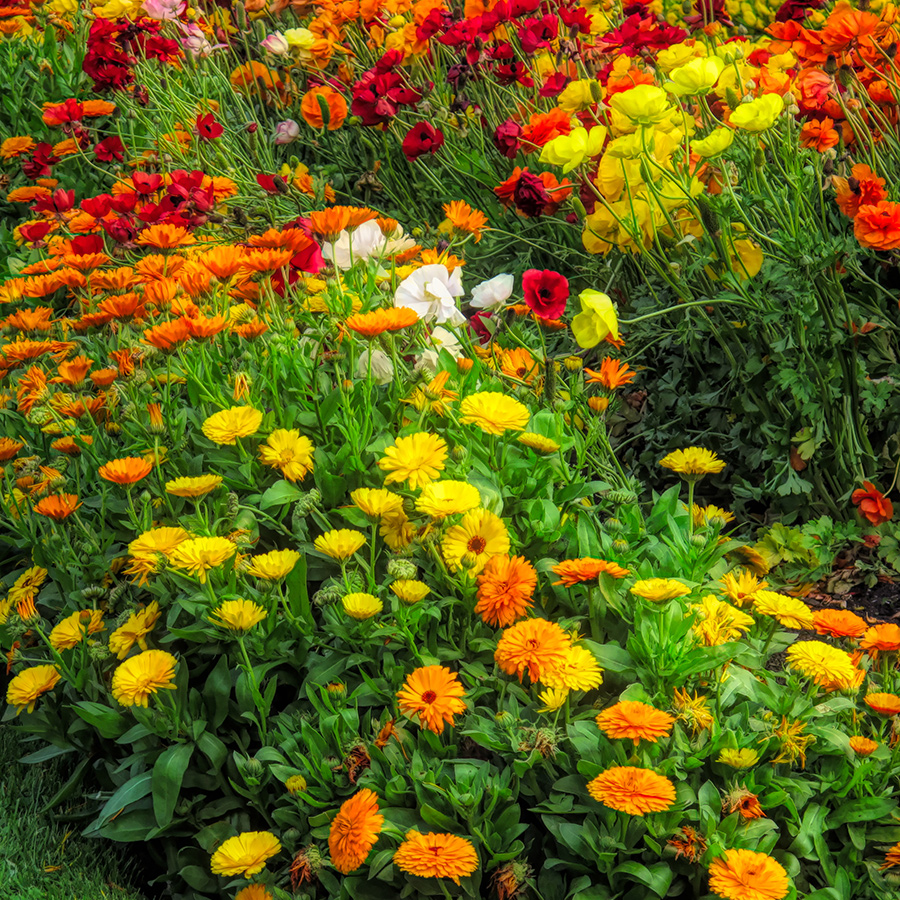 Calendulas and Ranunculi