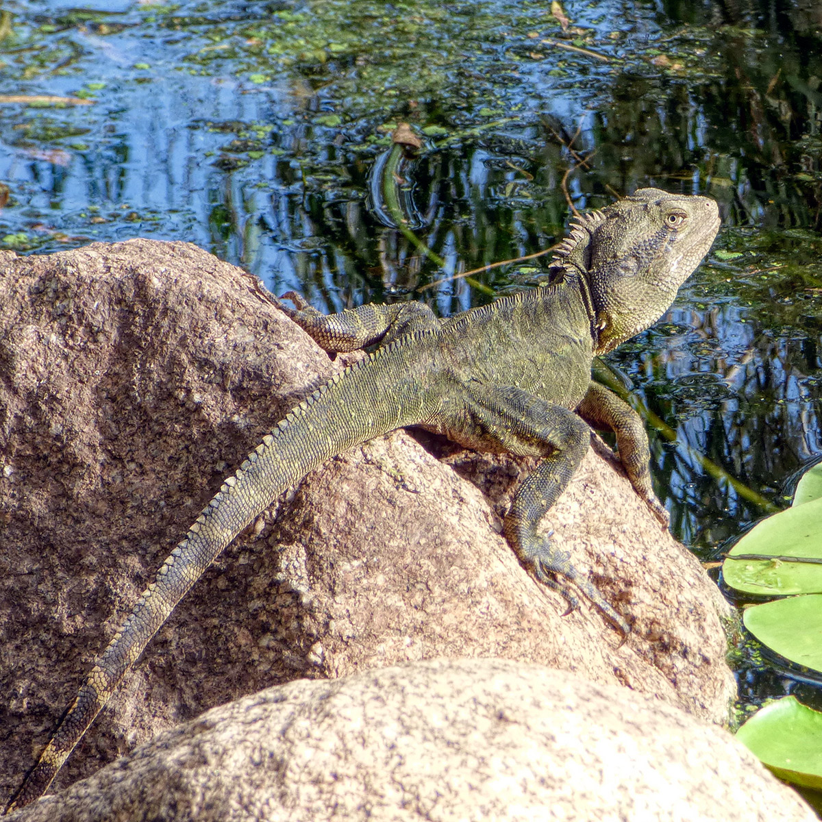 Water Dragon