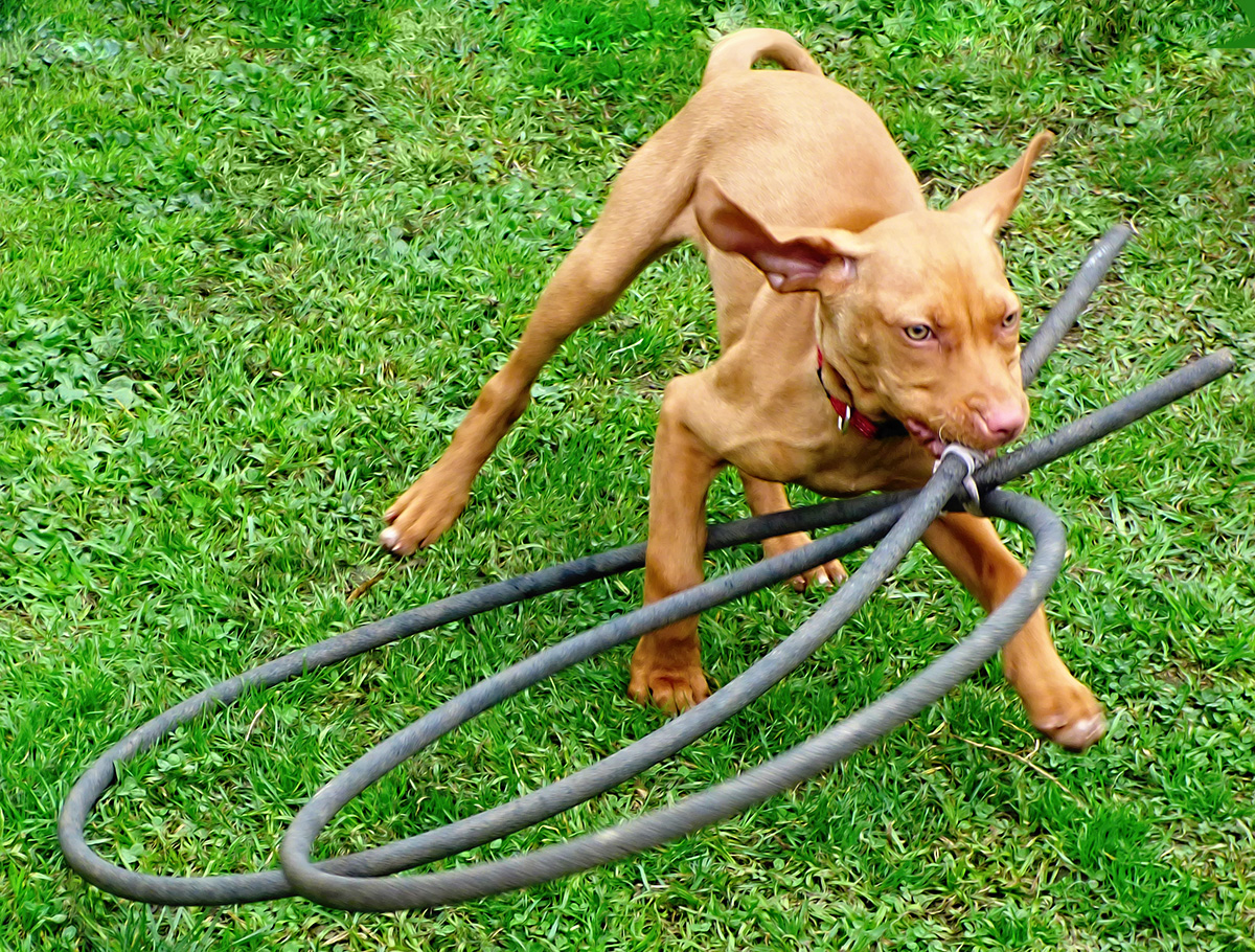 Amber and Hose Hoop