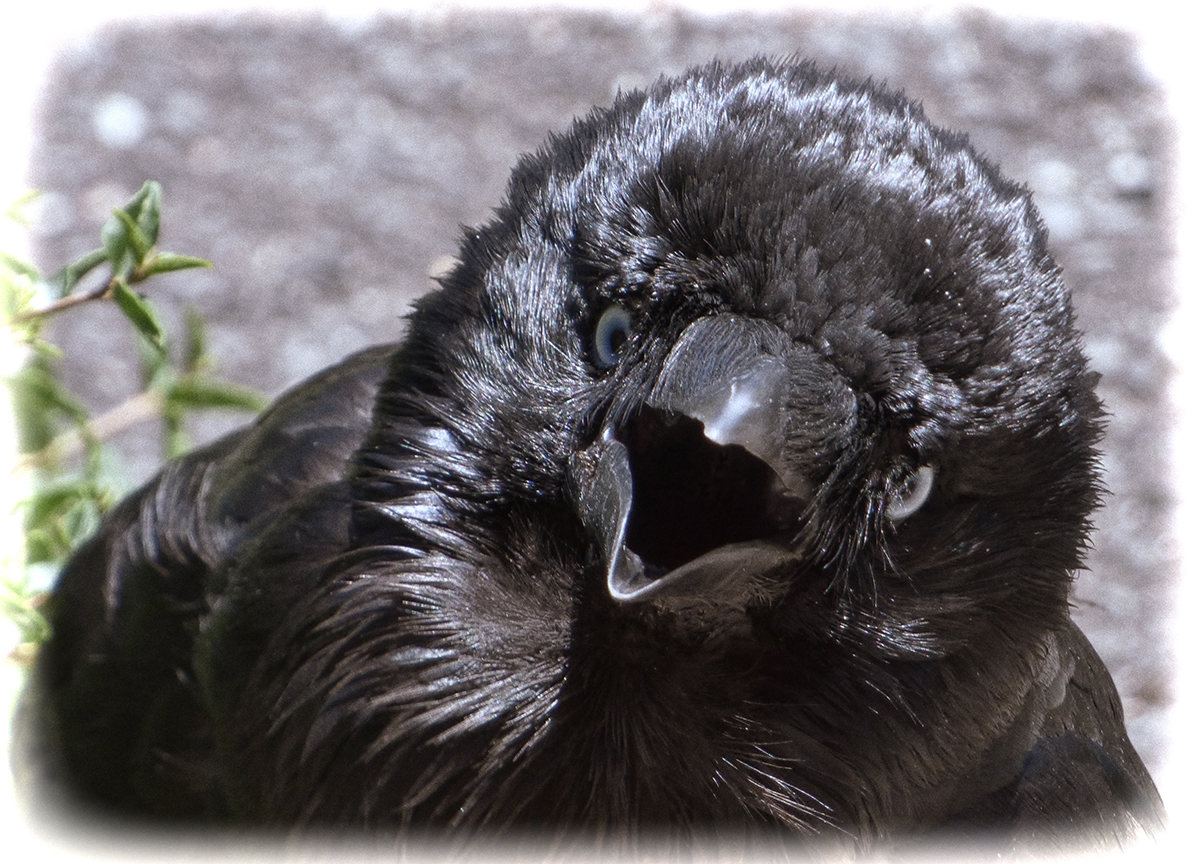 Young Crow