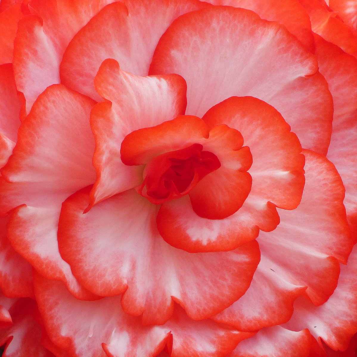 Frilly