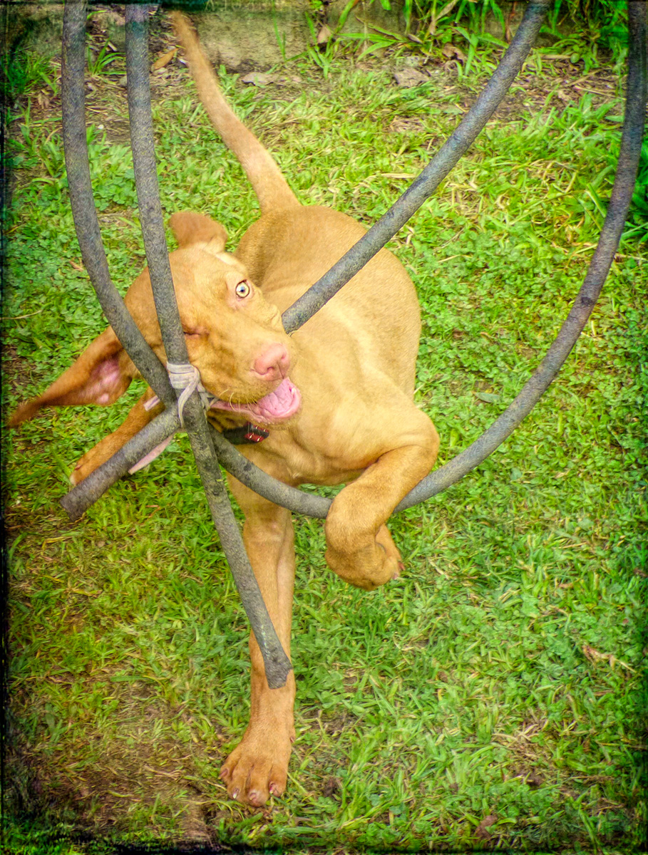 Puppy Fun