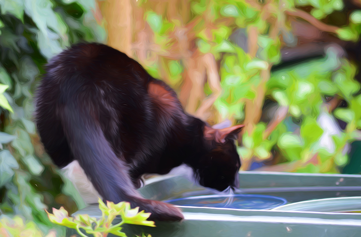 Drinking from the birdbath