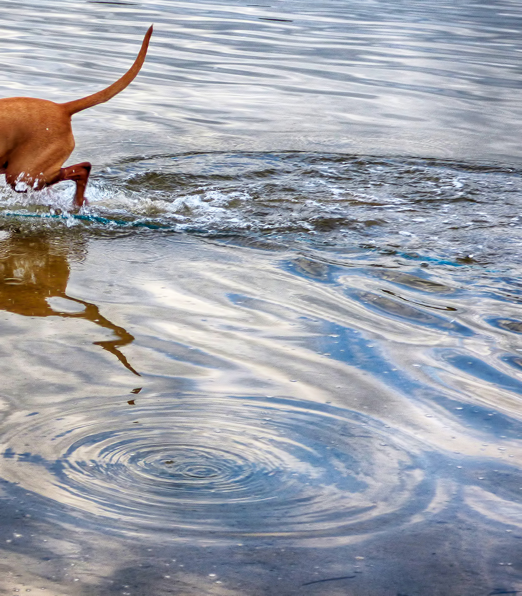 Dog in the River