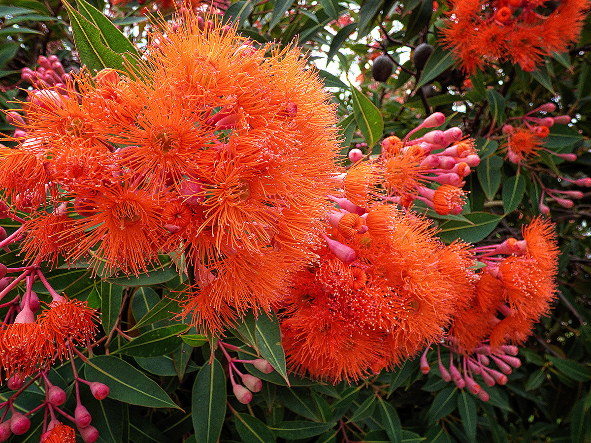 Flowering Gum