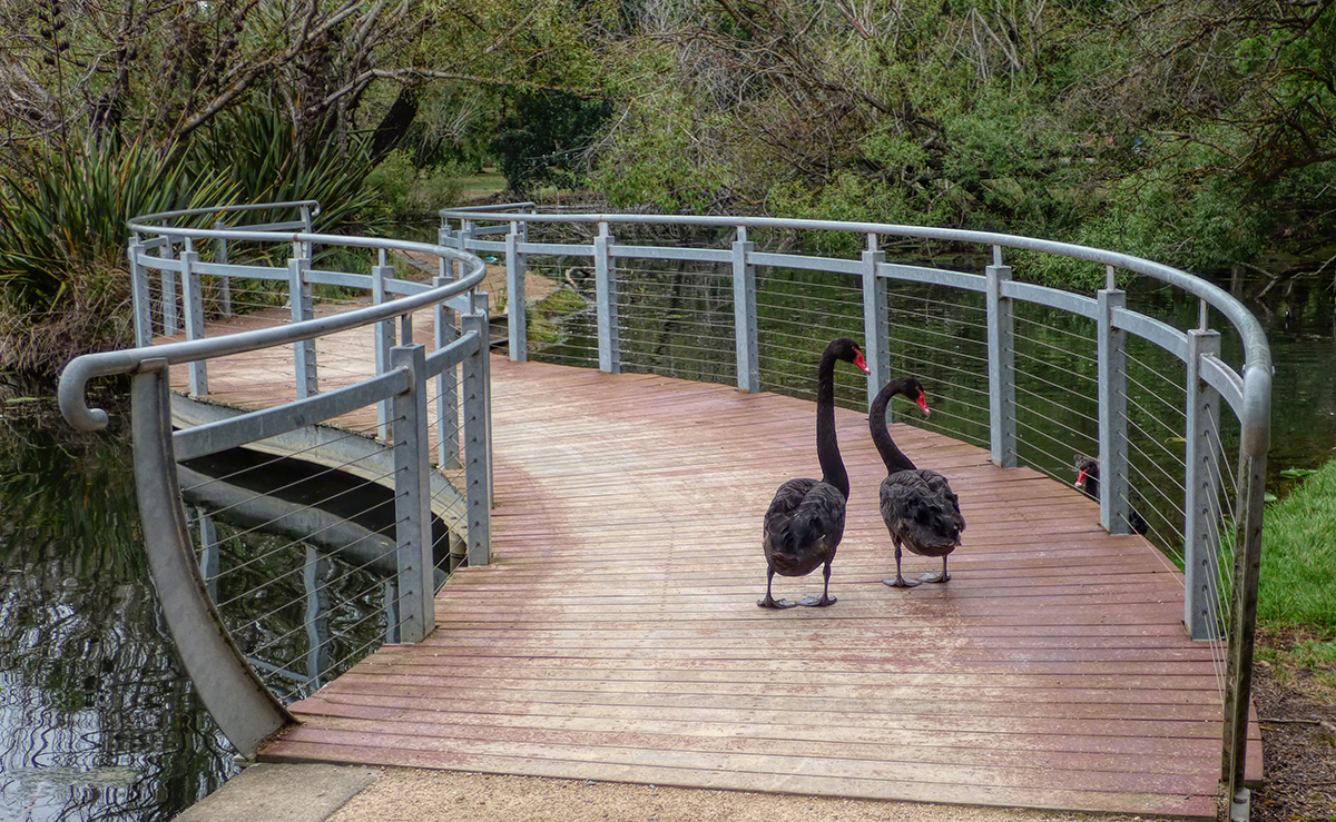 The Bridge