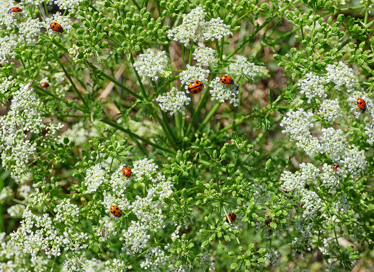 Ladybirds and Lace