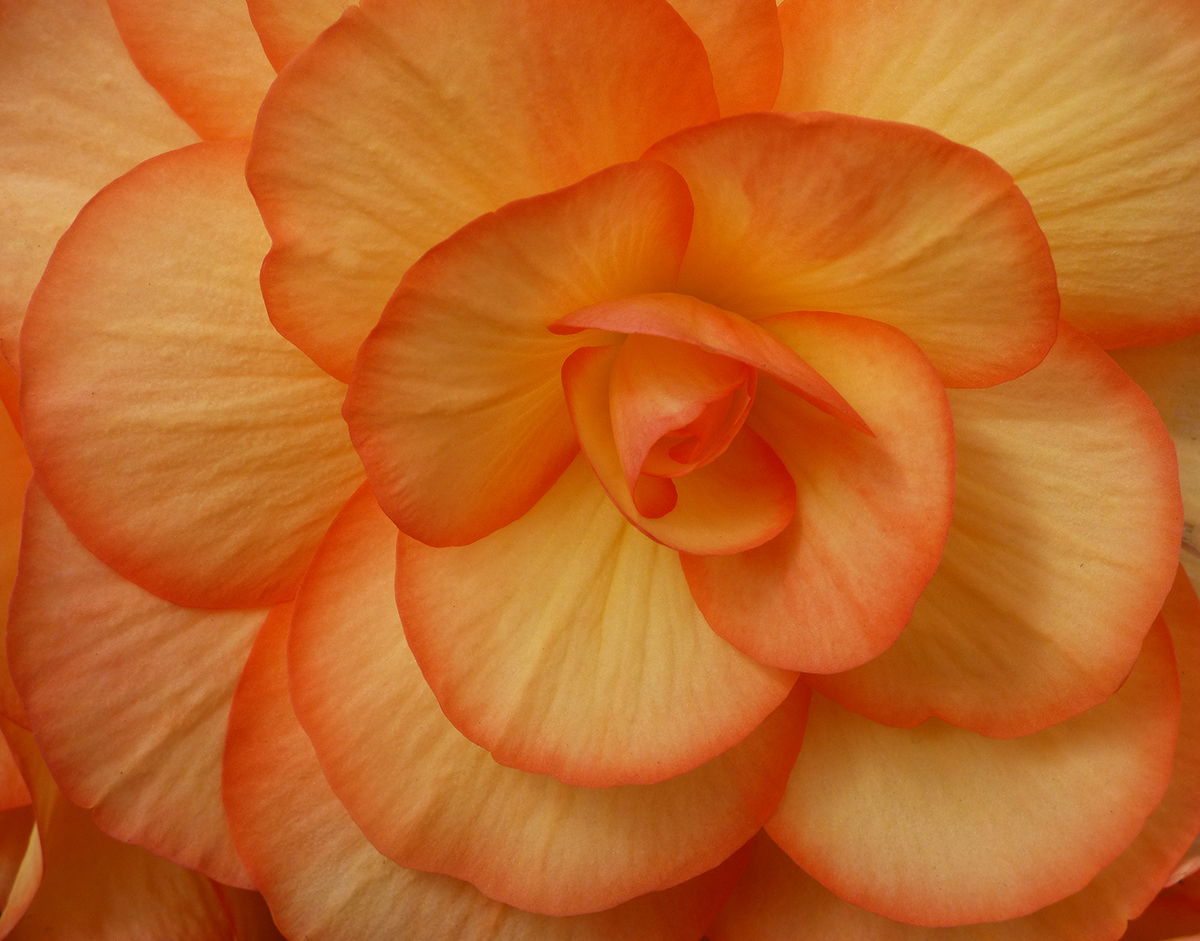Begonia