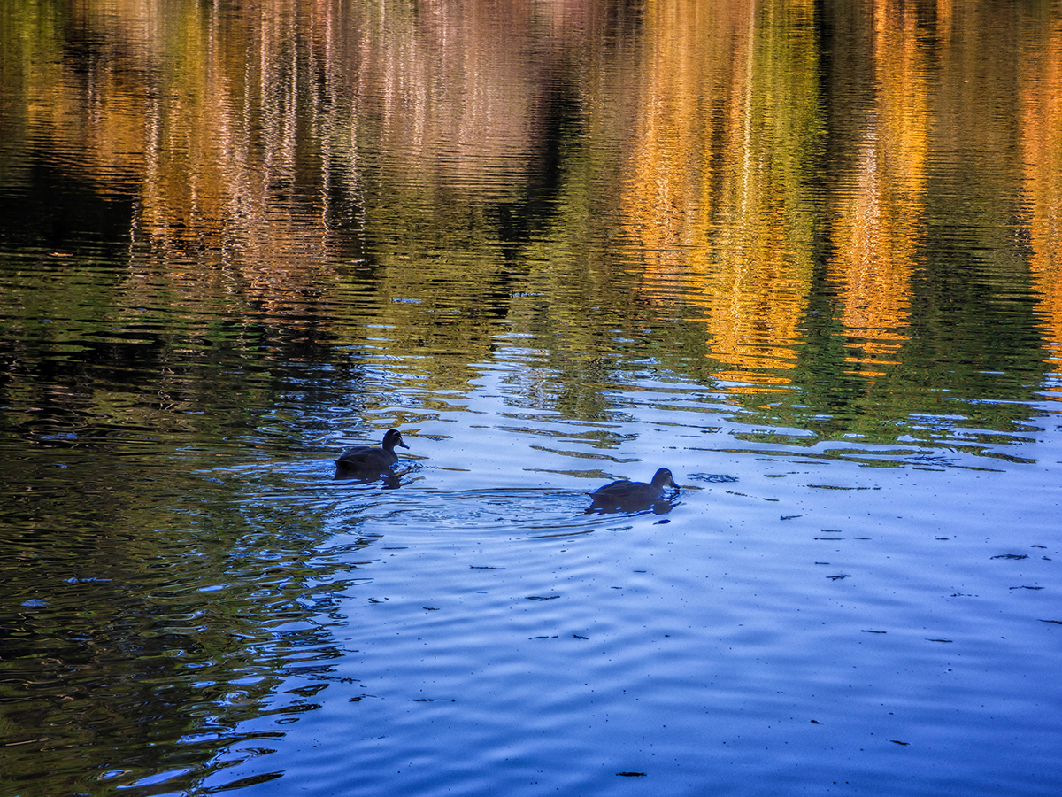 Autumn Ducks