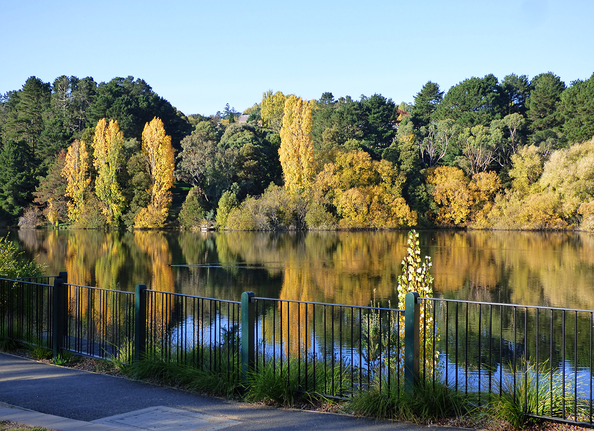 Golden Poplars