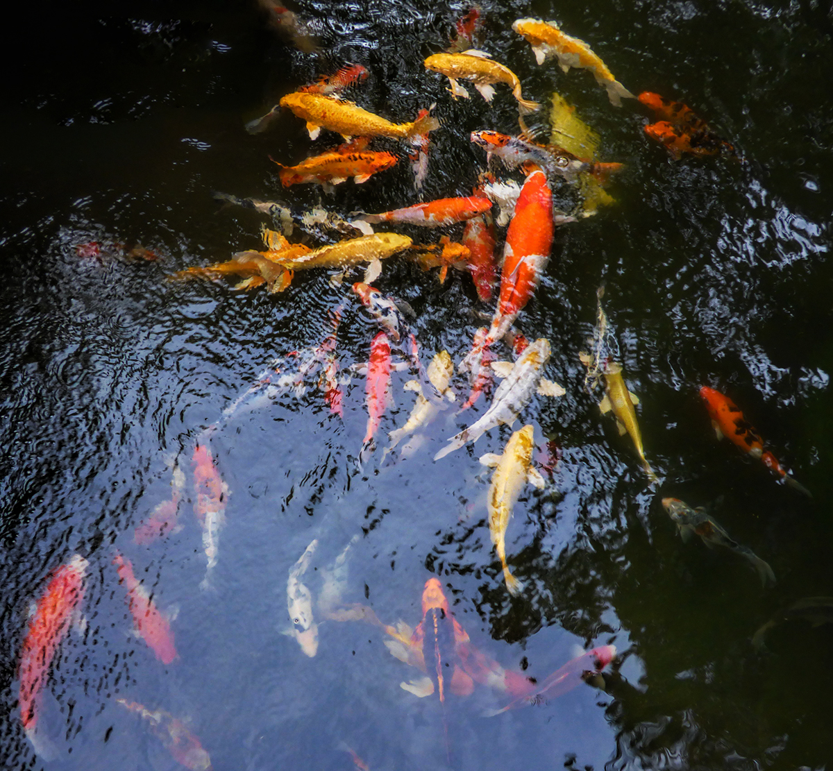Koi