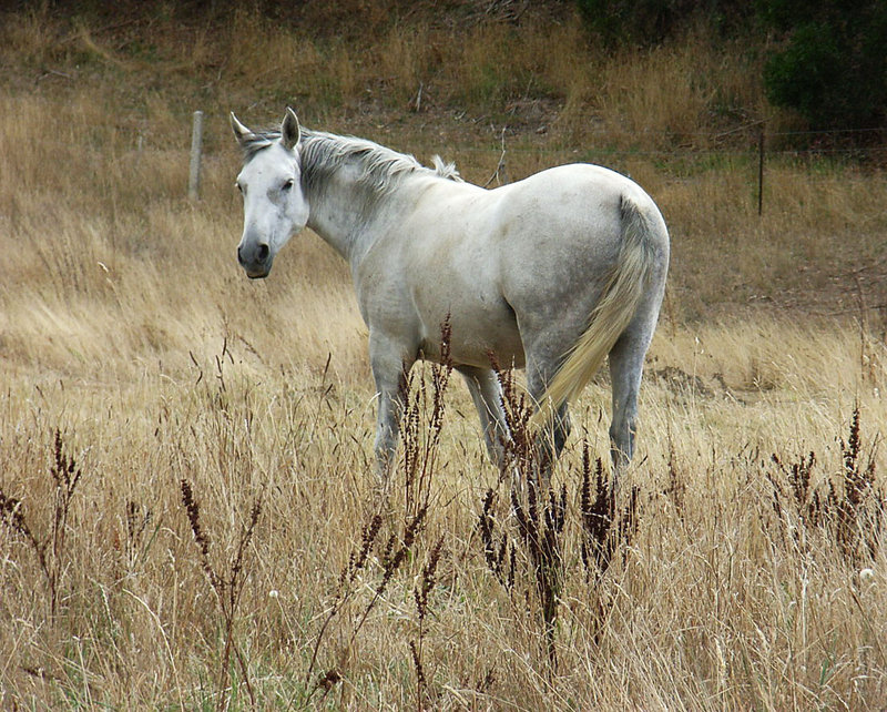grey horse.jpg