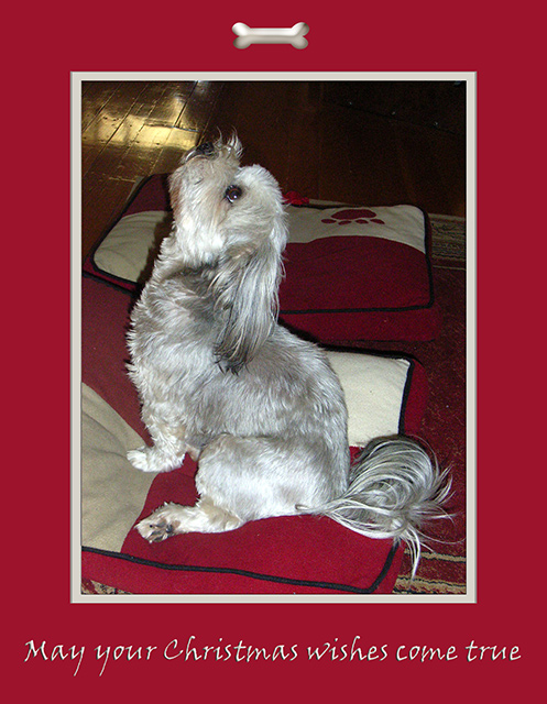 Melinda\'s-dogs-008-card.jpg