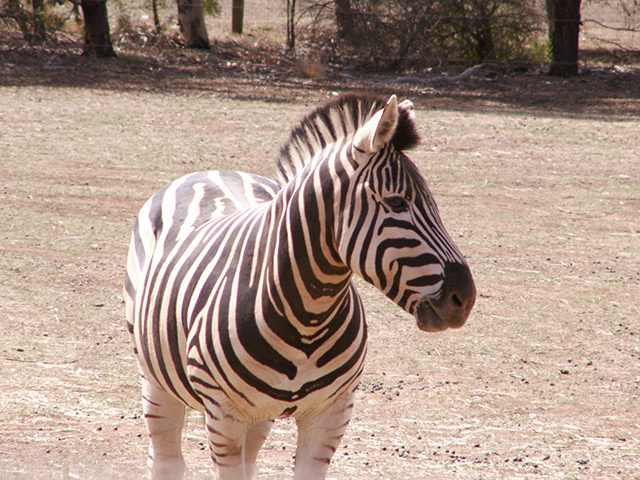 Werribee-zebras-012.jpg