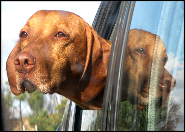 Tisa-in-car-mirror.jpg