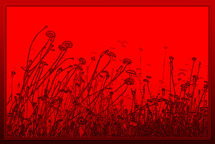 IMG_0650-dandelions-pp.jpg