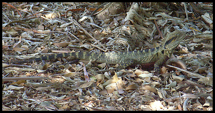 Camouflaged-lizard.jpg
