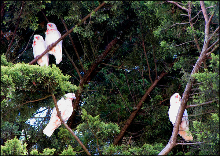 IMG_1068-Corellas.jpg