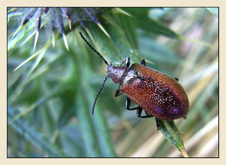 Spargo-Creek-bug.jpg