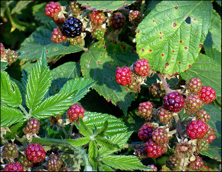 Wild-blackberries.jpg