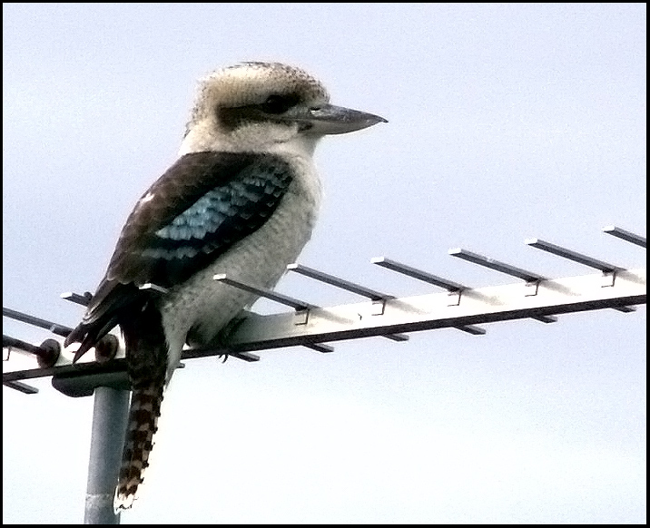 kookaburra-002.jpg