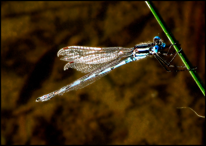 IMG_1163-dragonfly.jpg