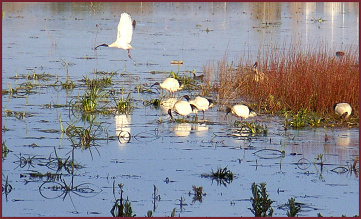 Lake-Wendouree-030.jpg