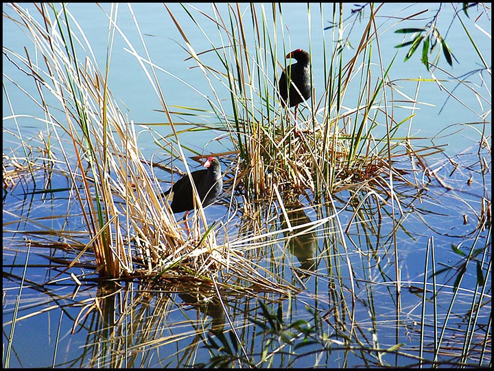 Newport-park-018-Water-Fowl.jpg