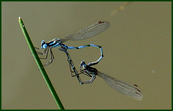 dragonflies-026.jpg